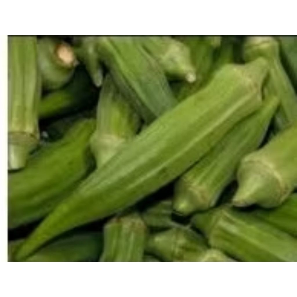 

Sayur Okra hijau segar dan freah