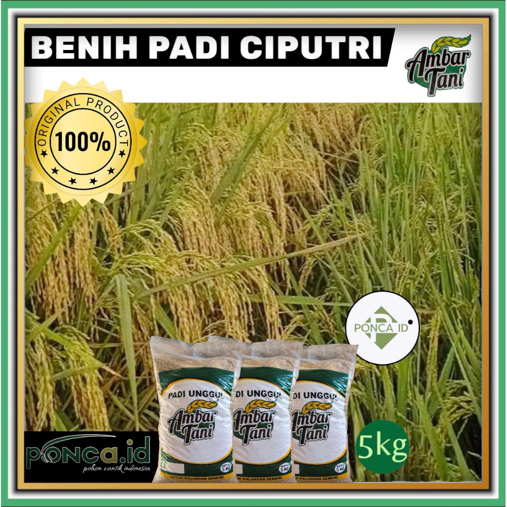 Benih padi CIPUTRI 5kg bibit unggul ciputri