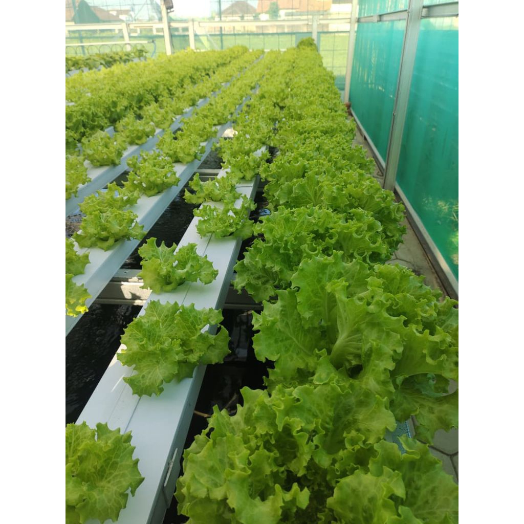 

[PE] Selada Keriting | Selada Salad Sayur | Selada Lalapan