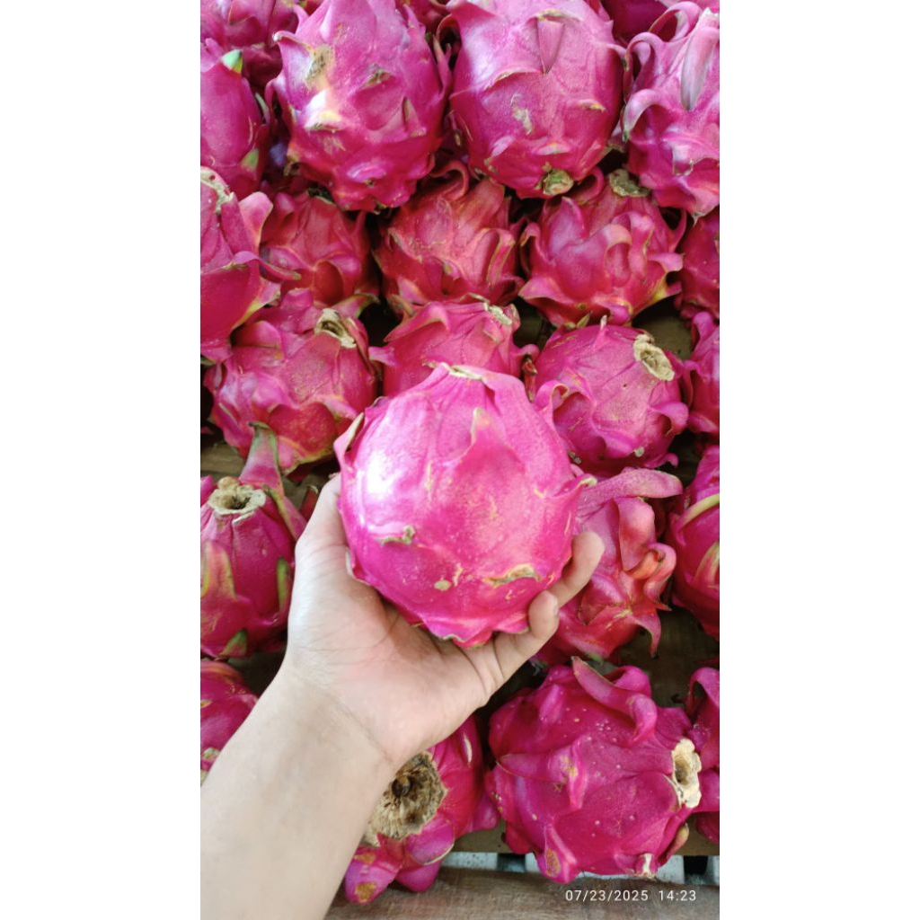 

buah naga merah super sweet/kg