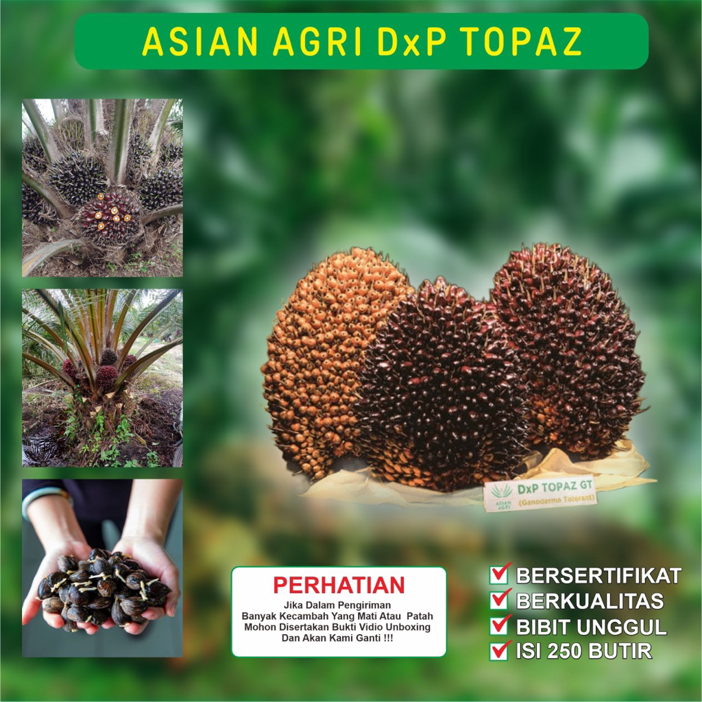 BIBIT KECAMBAH SAWIT VARIETAS TOPAZ ( ASIAN AGRI )