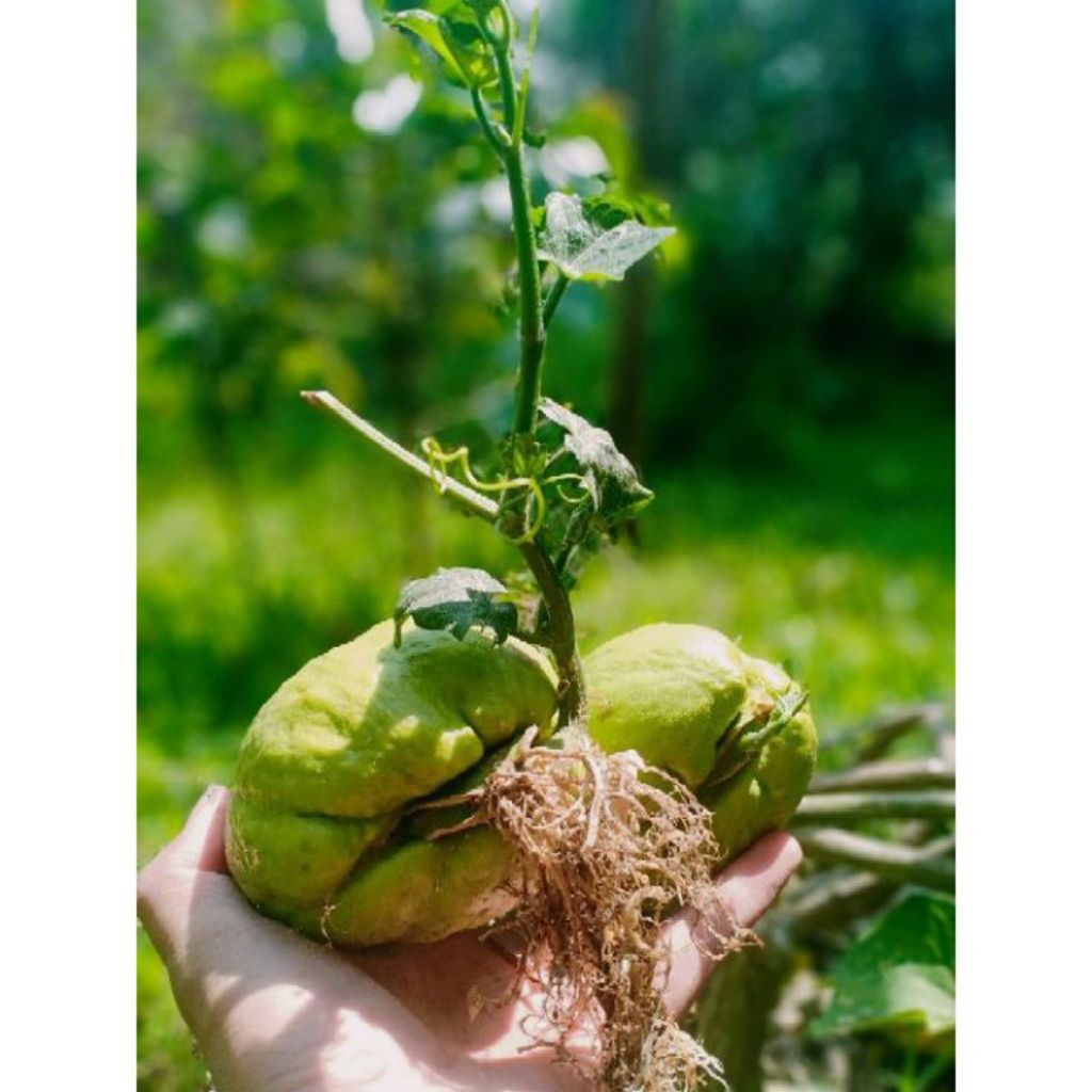 

Benih labu siam tw fresh siap tanam