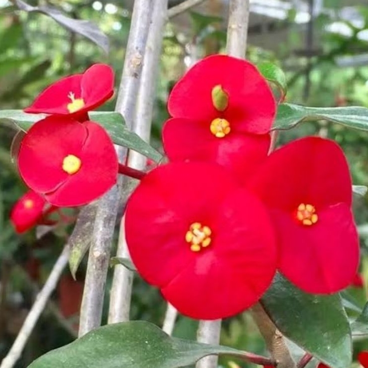 Tanaman Hias Bunga Euphorbia Geroldii - Tanaman Bunga Mahkota Tanpa Duri