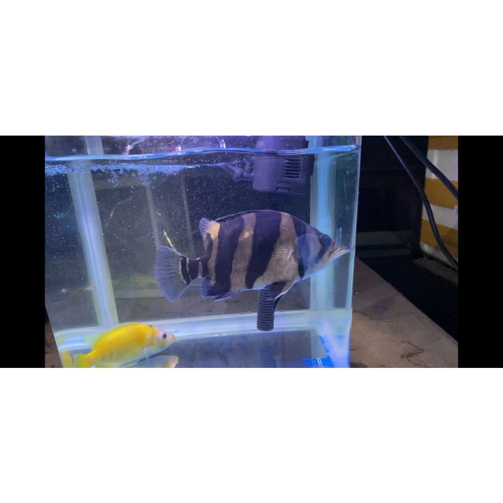 DATZ 3 BAR BERSIH 15cm ikan sesuai foto