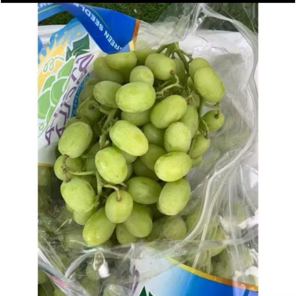 

Anggur Stella Bella manis / anggur hijau Stella 500gram