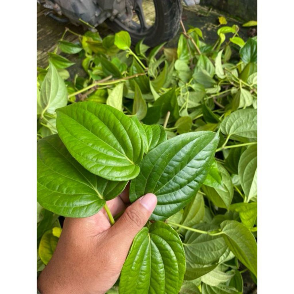 

Daun sirih segar daun seureuh segar herbal termurah bersih(50Lembar)