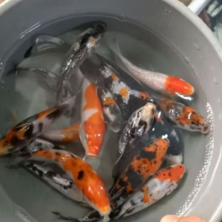 BIBIT IKAN HIAS KOI KOHAKU SANKE SIZE 5-10 CM PAKETAN