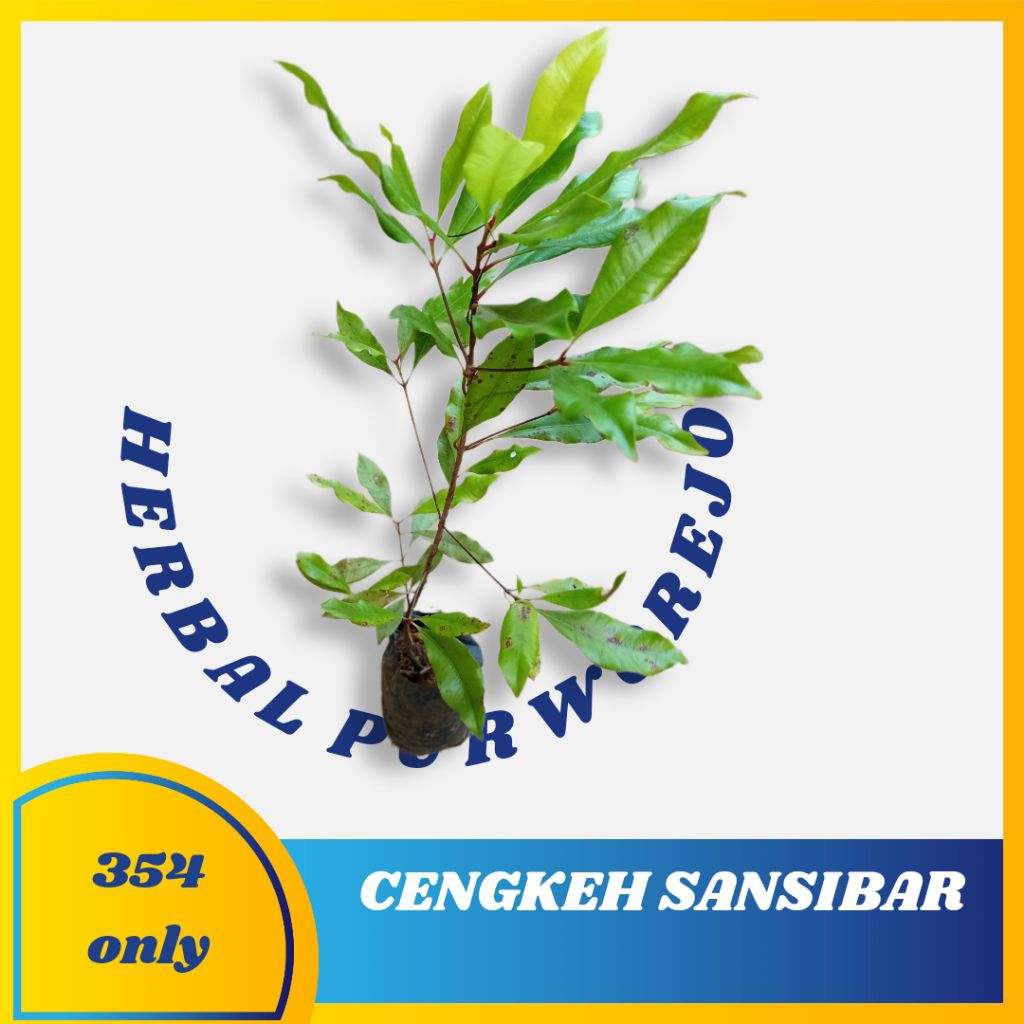 Bibit cengkeh unggul - bibit cengkeh sansibar cepat berbuah - bibit cengkeh 1 meter