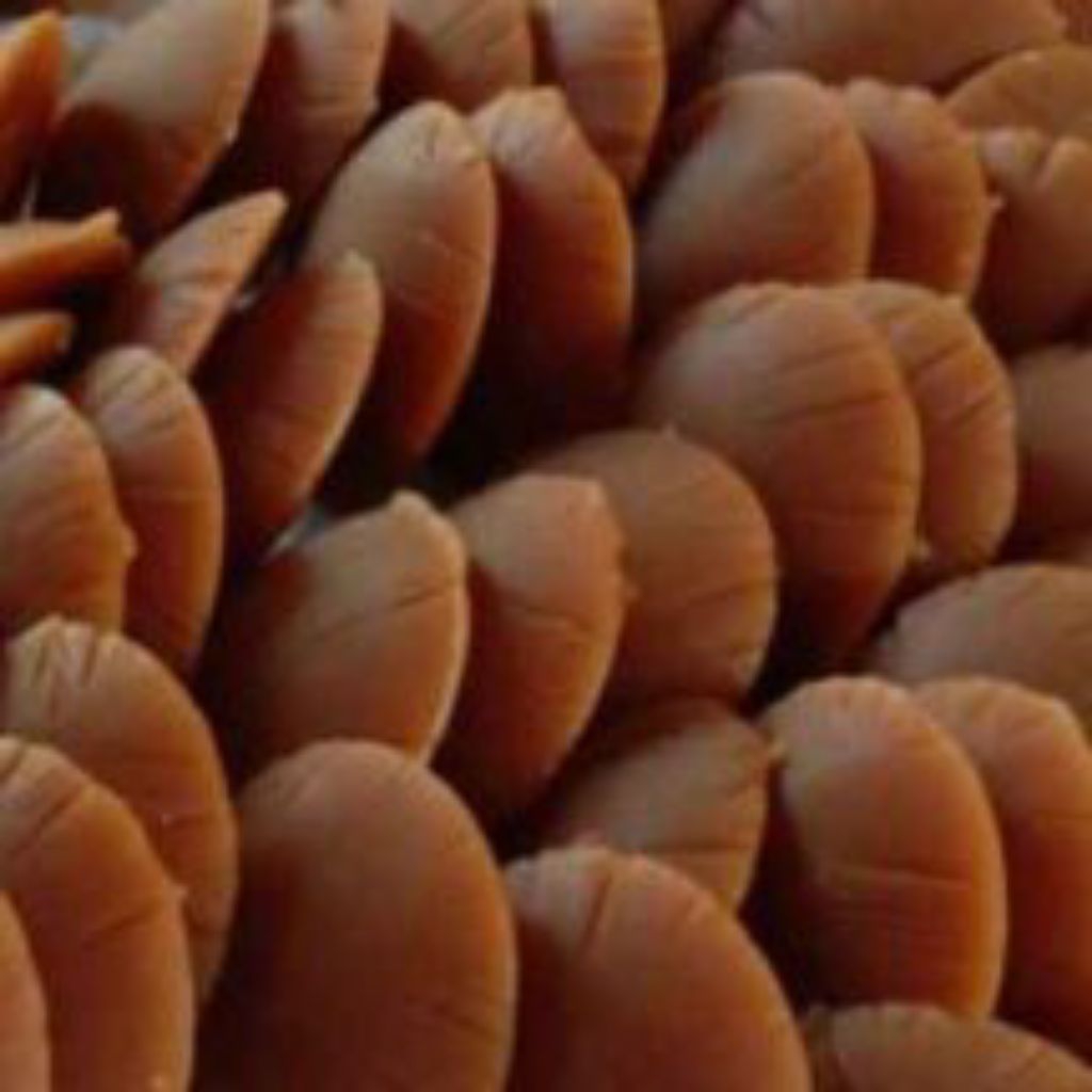 

Gula Jawa 1kg kwalitas oke