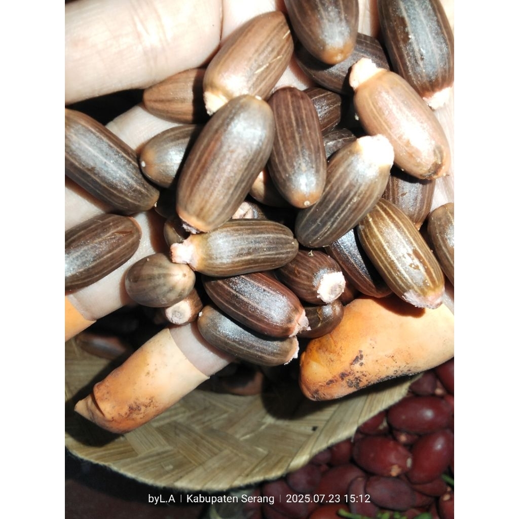 

biji TANGKIL Melinjo 1kg FRASH DAN TUA