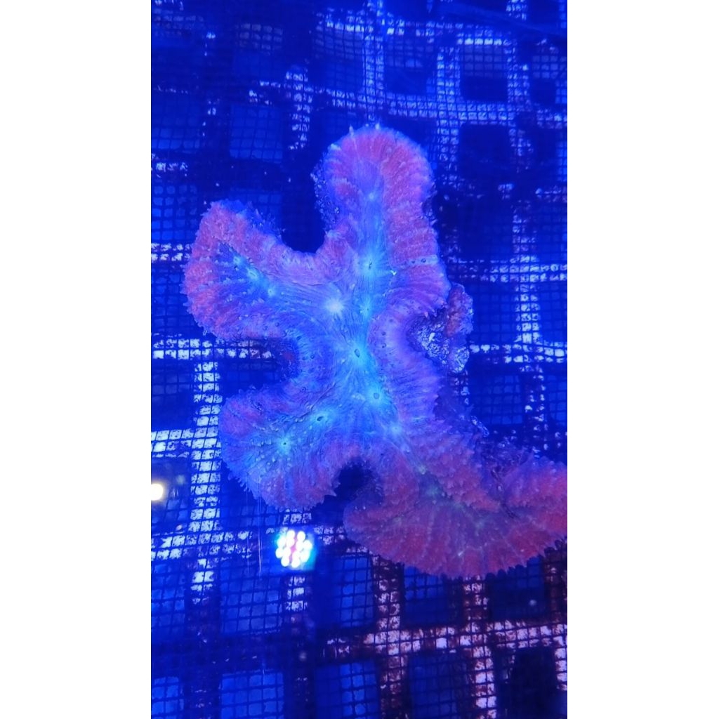 

SOFTCORAL LOBO MERAH