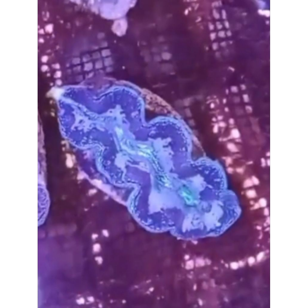 

KERANG HIAS KIMA LAUT WARNA HIJAU