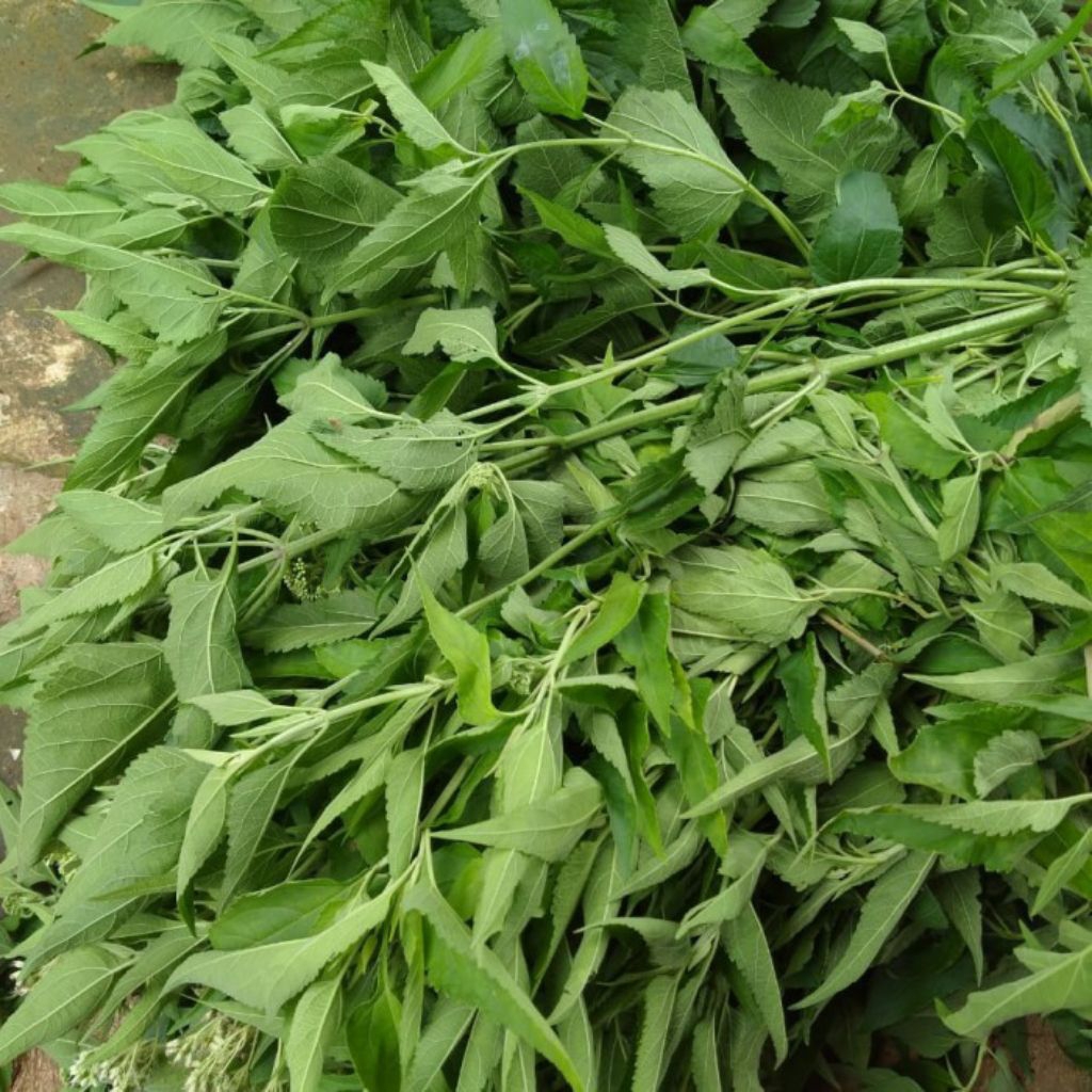 

1kg Daun Merenggo-kriyuh segar dan fresh