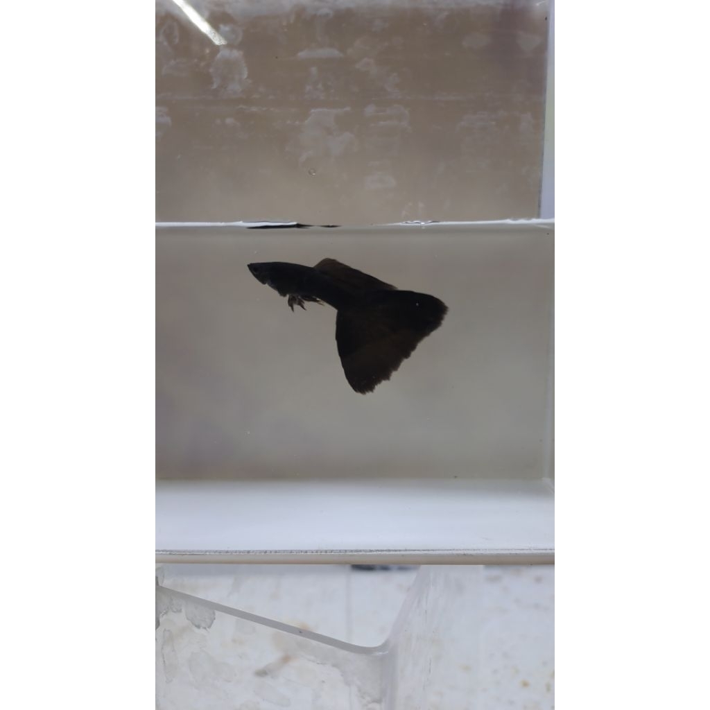 Guppy Black Moscow / Full Black