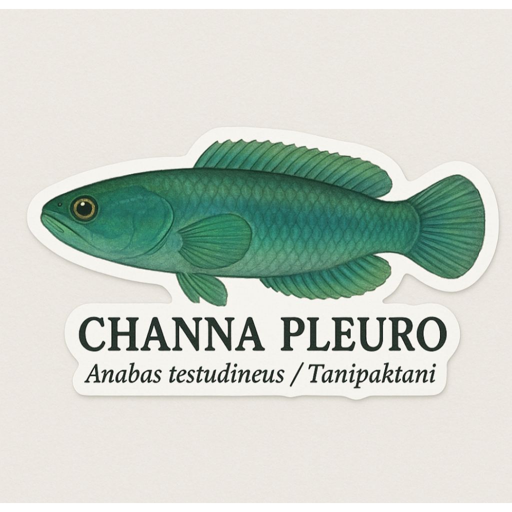 

Stiker Channa Pleuro 15-30cm sehat (bknstiker)