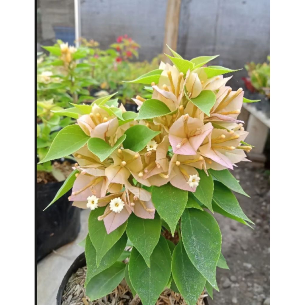 Tanaman Hias Bougenville singapore kuning