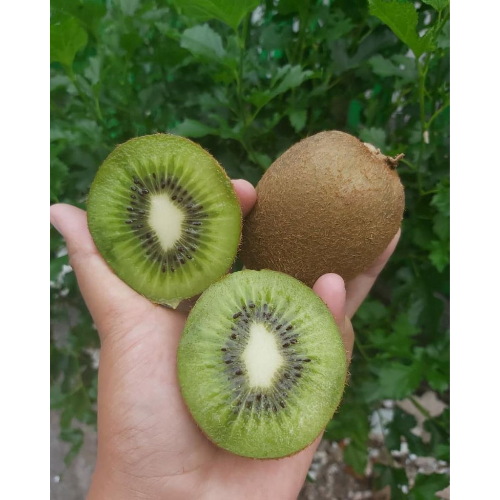 bibit kiwi hijau | bibit buah kiwi hijau siap tanam | bibit berkualitas siap tanam | tanaman super u