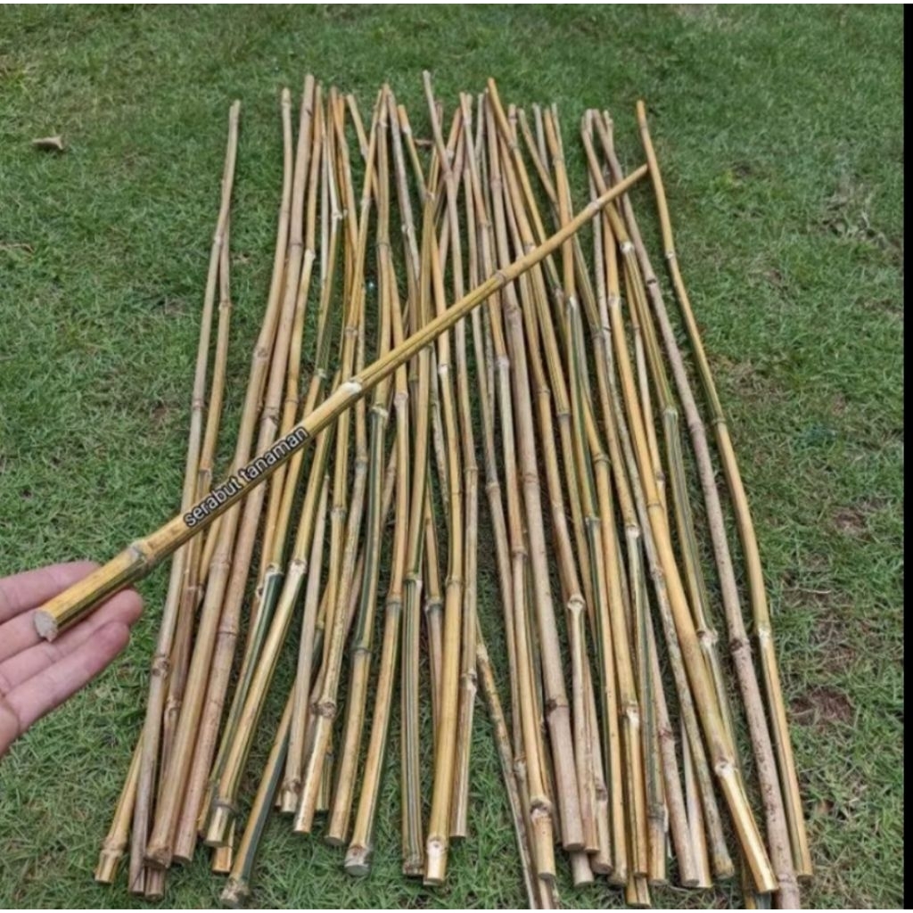 Bambu turus penyangga tanaman /Bambu kecil /Bambu mini panjang 100 meter