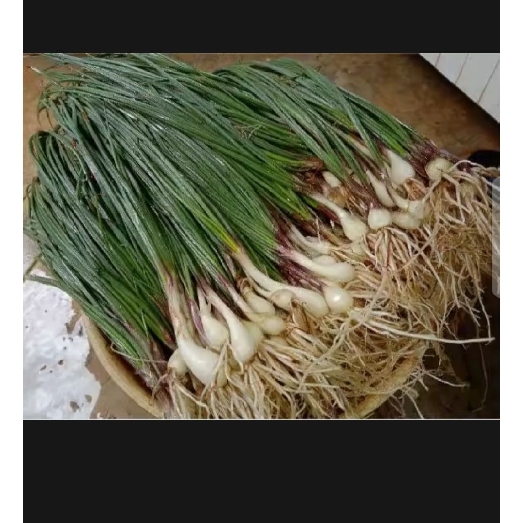 

BAWANG BATAK BAWANG KUCAY 500 GR