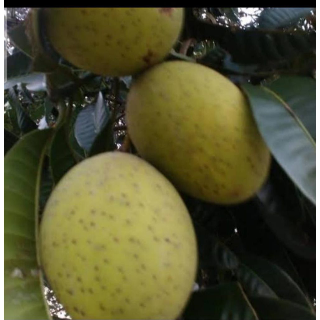 

buah limus/pakel segar 1 kg