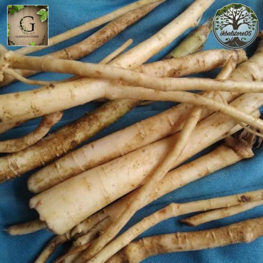 

Akar pepaya jantan segar 1kg bersih