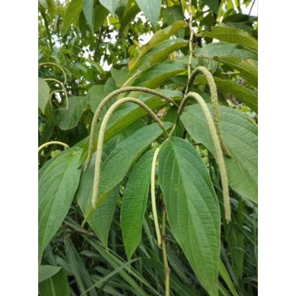 

Buah sirih hutan segar alami per 1 buah