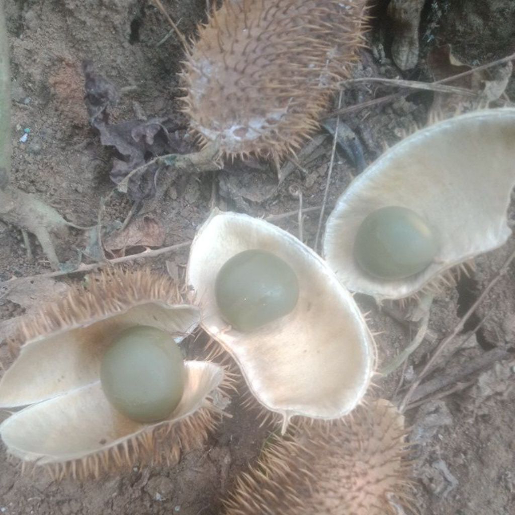 

buah gorek kebiul 100 gram