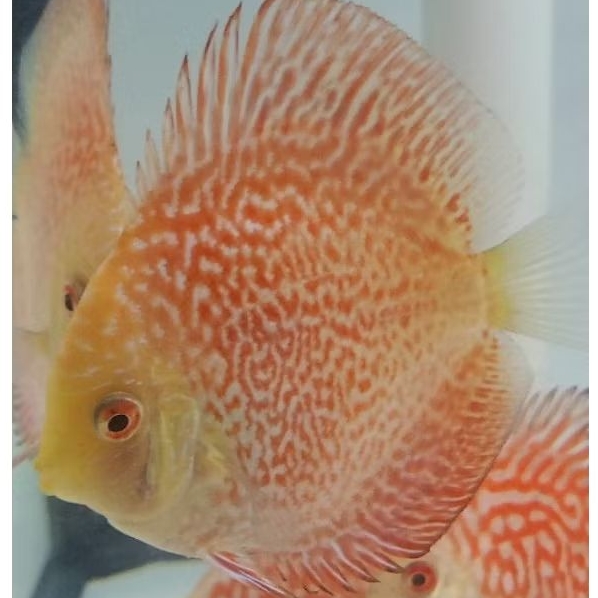 Discus Pigeon snake 2,5 inchi quality / Discus aquascape ikan hias air tawar