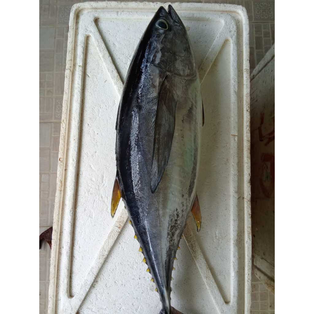 

IKAN TUNA SEGAR UKURAN 1KG, SIRIP KUNIG