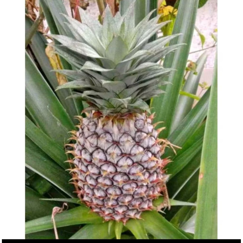 

Jual buah nanas muda harga promo dan terjangkau