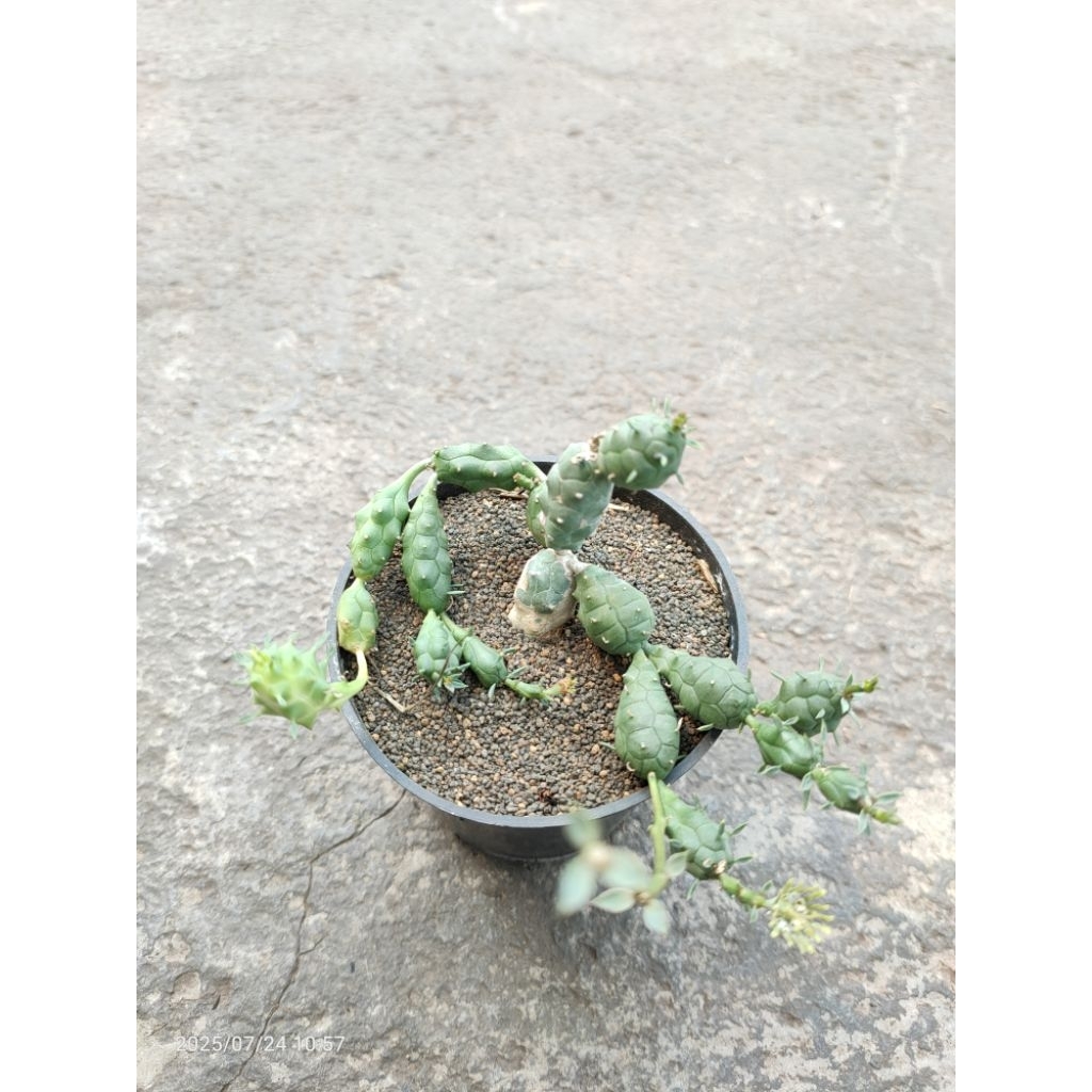 euphorbia globosa