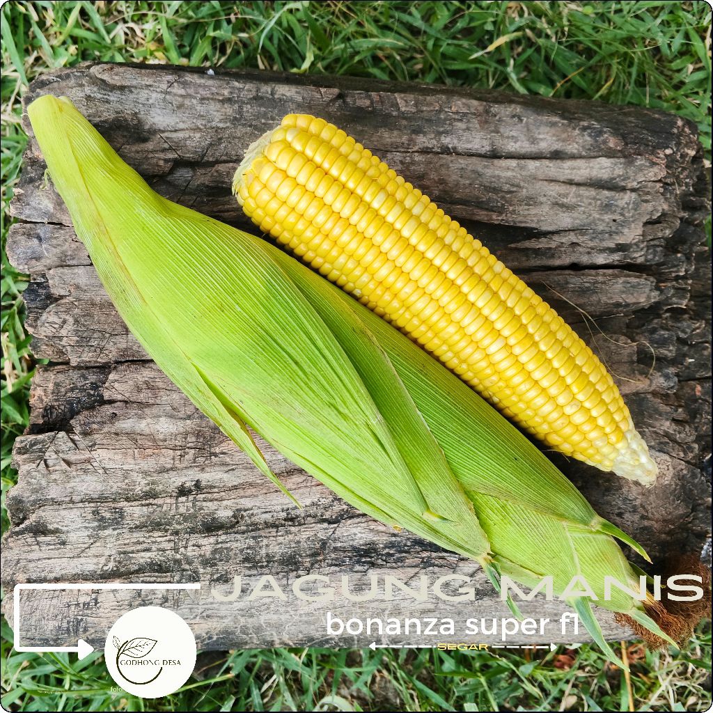 

JAGUNG MANIS SUPER bonanza f1 HARGA SATUAN