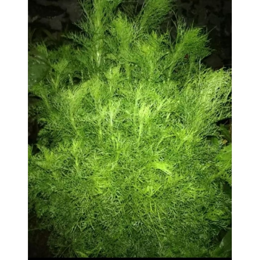 Tanaman hias Cemara air Cemara pagar