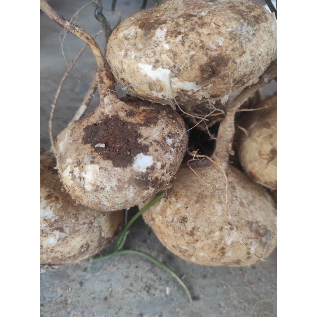 

bengkuang fresh berkualitas 1kg