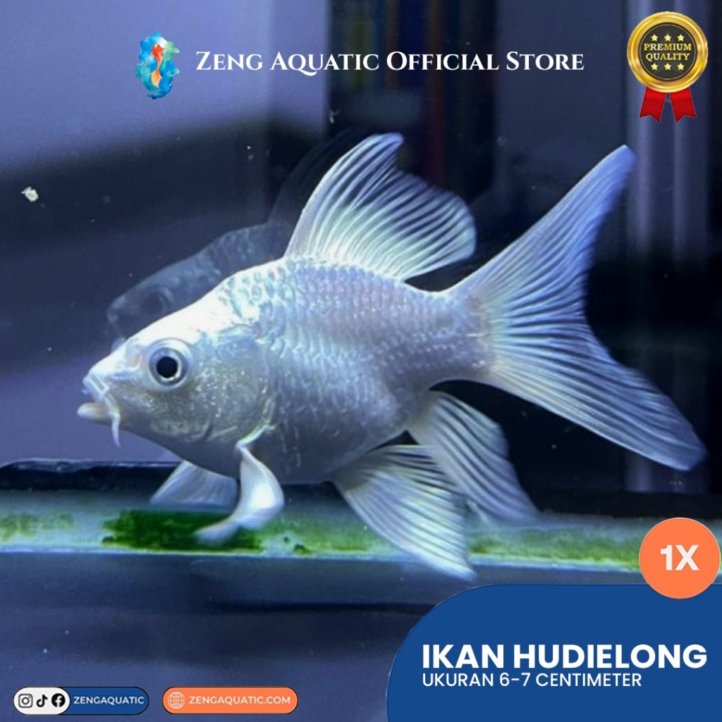 Hudielong Butterfly Koi Import Shortbody Grade A Per Ekor Instant Bandung By Zeng Aquatic
