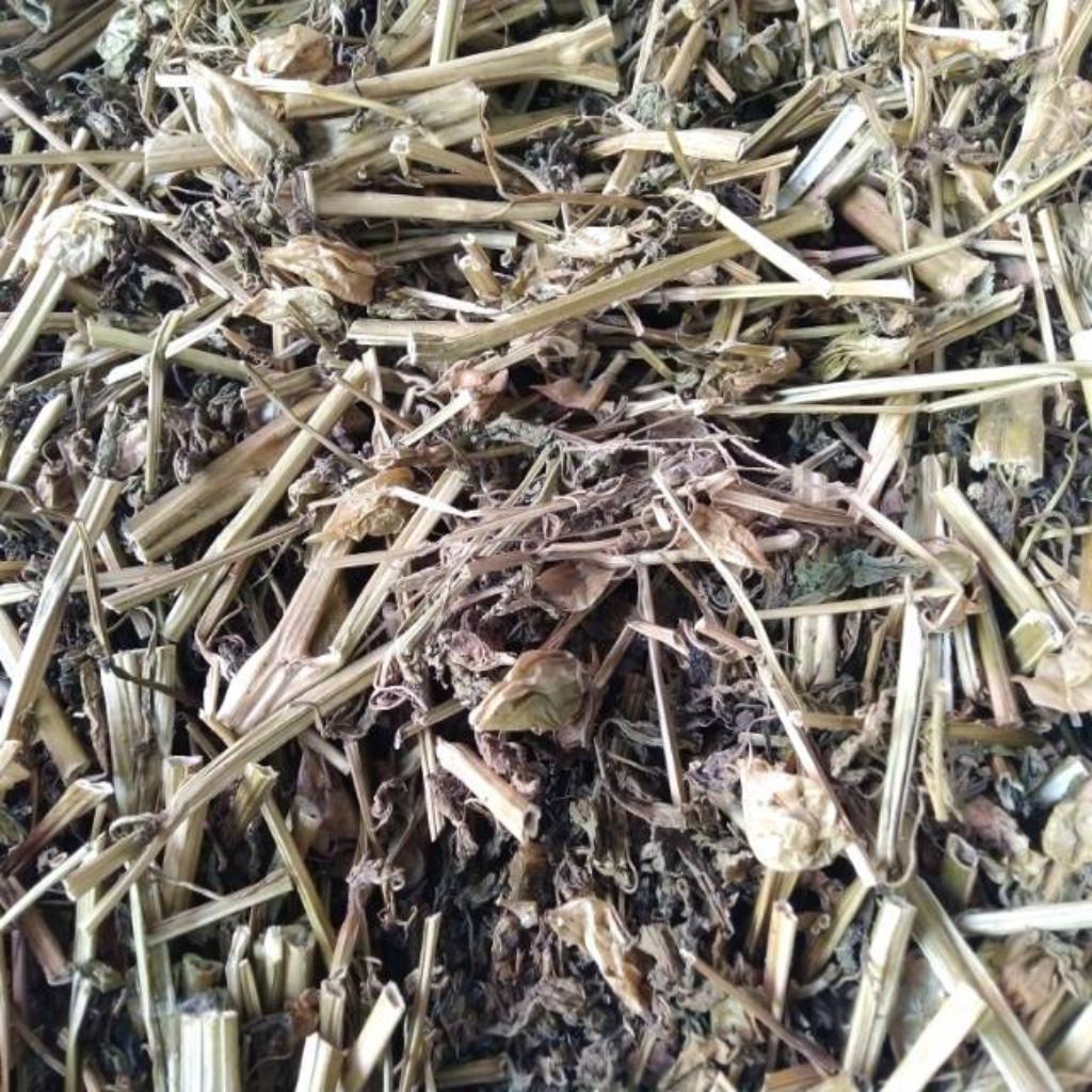 

daun ciplukan Kering ,akar batang daun Bersih Tanpa Campuran Tanaman Liar