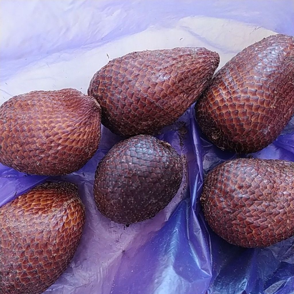 

SALAK PONDOK ASLI PURBALINGGA FRESH