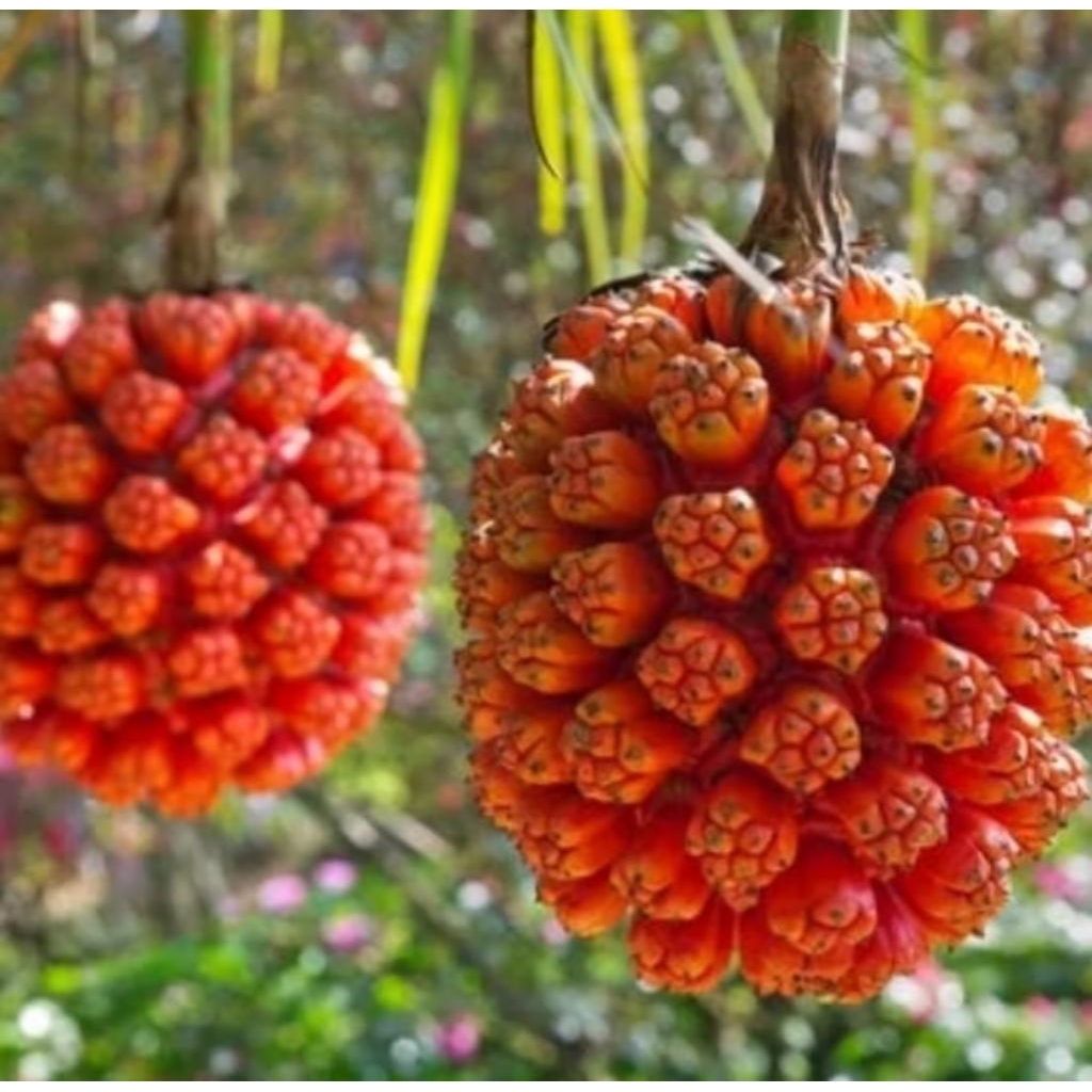 

Buah Pandan Laut Asli - Cocok untuk Obat Tradisional & Kerajinan 1 pcs