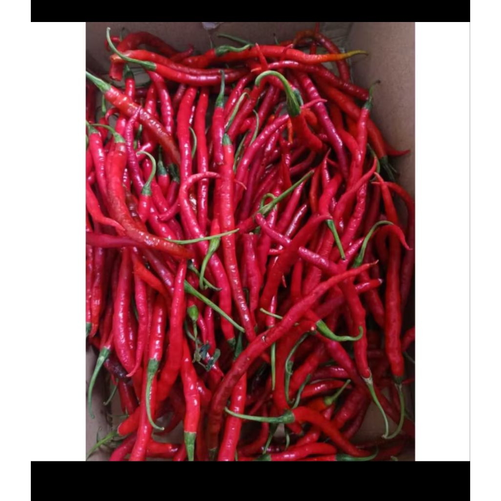

Cabai Merah kriting rawit lombok abang merah /CABE/LOMBOK MERAH