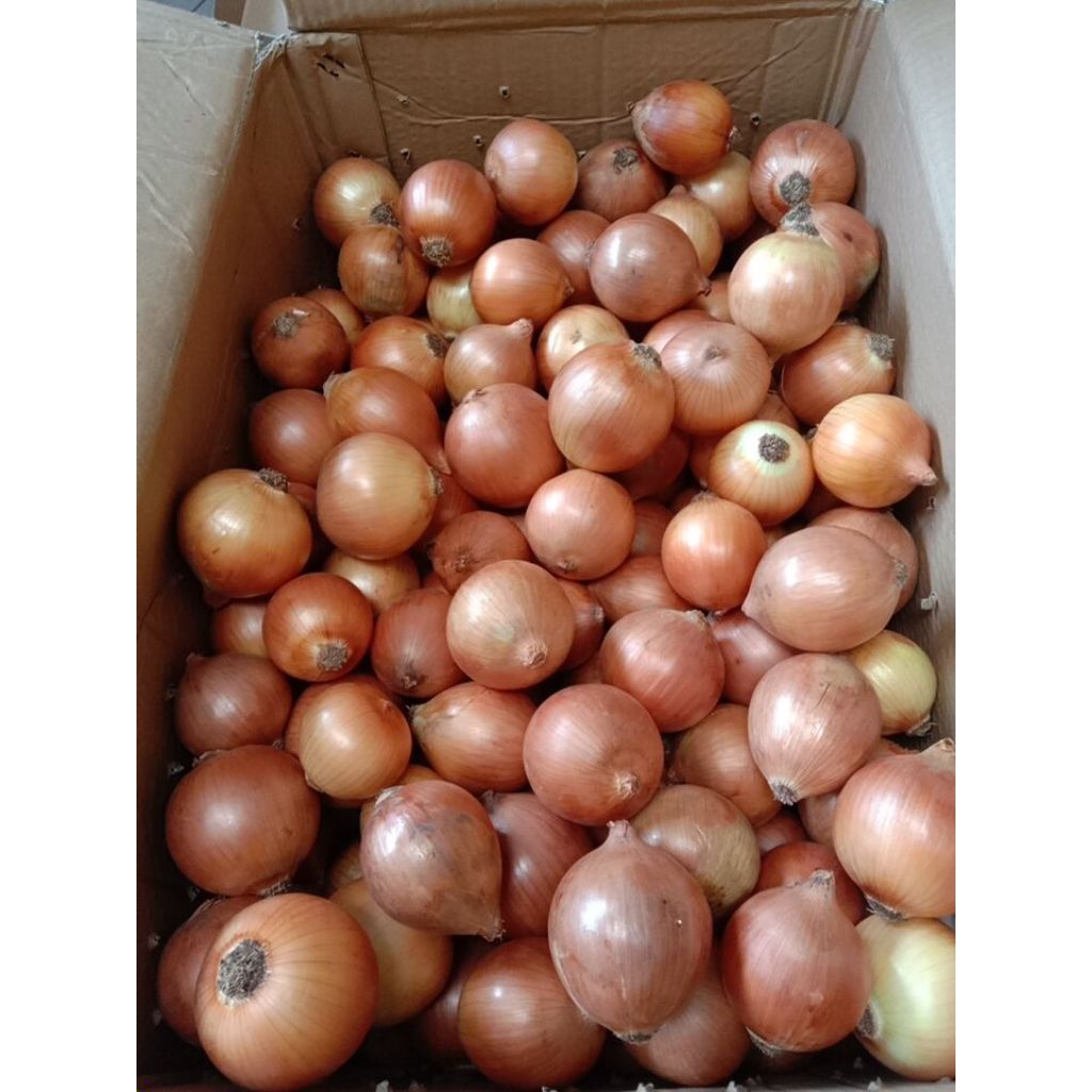 

BOMBAY 500 GRAM BAWANG BOMBAY 1/2 KG