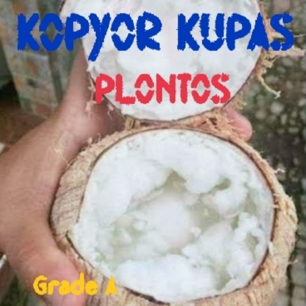 

kelapa kopyor fresh size 46-49cm, 100% asli FREE KUPAS