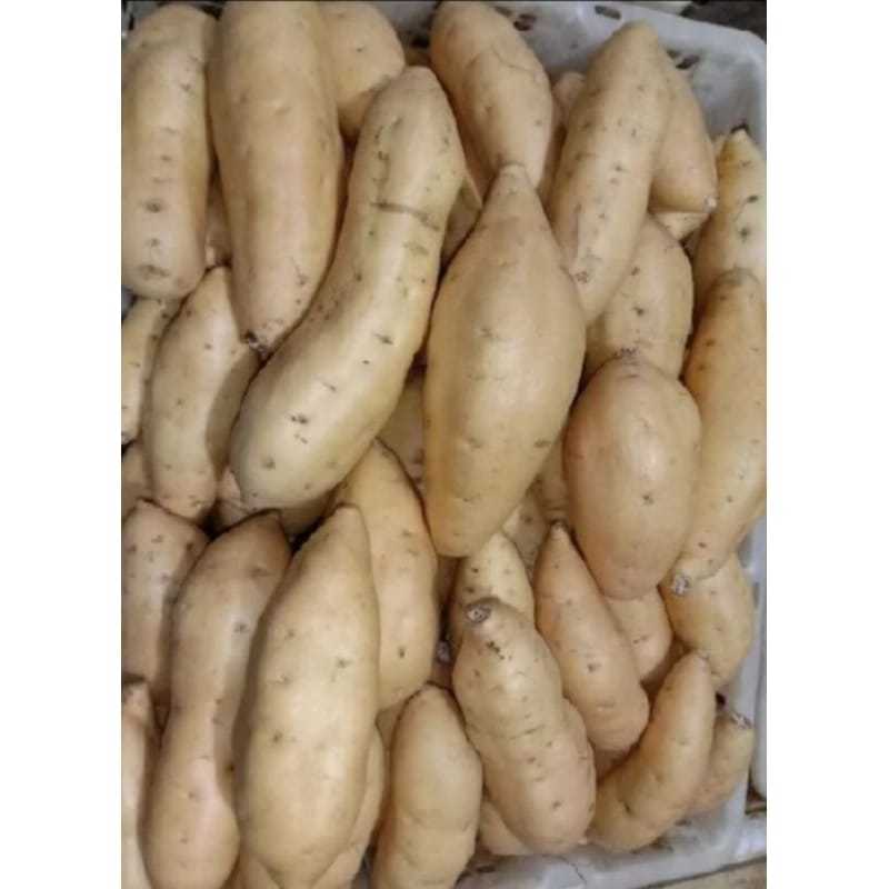 

TERMURAH COD ubi kuning manis 1kg ubi cilembu makanan khas bisa di olah beragai macam hidangan enak