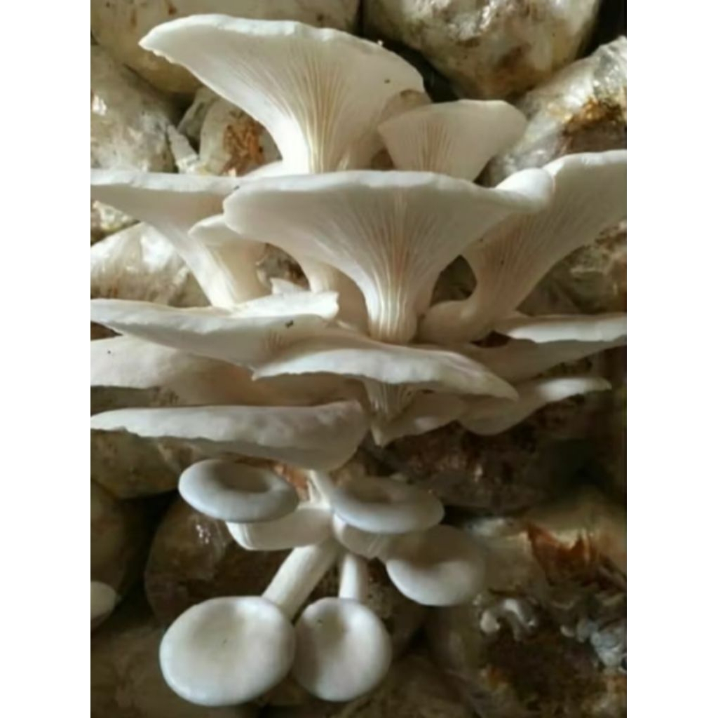 

BEGLOG JAMUR TIRAM PUTIH 12 PCS