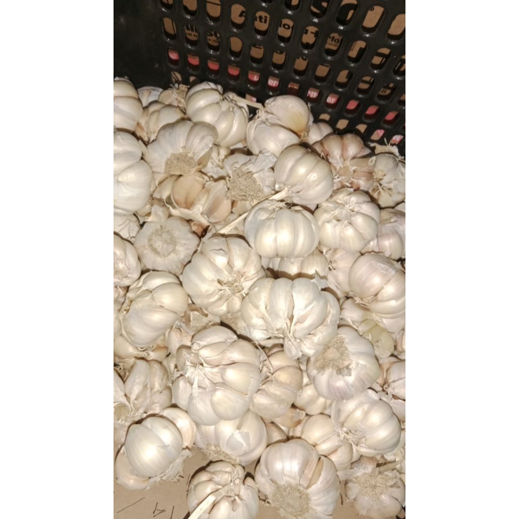 

Bawang putih bersih 500g