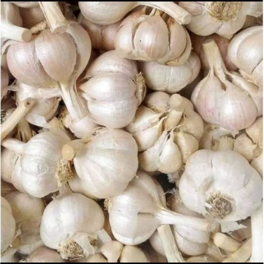 

TERMURAH! BAWANG PUTIH KATING KOTOR 250gr