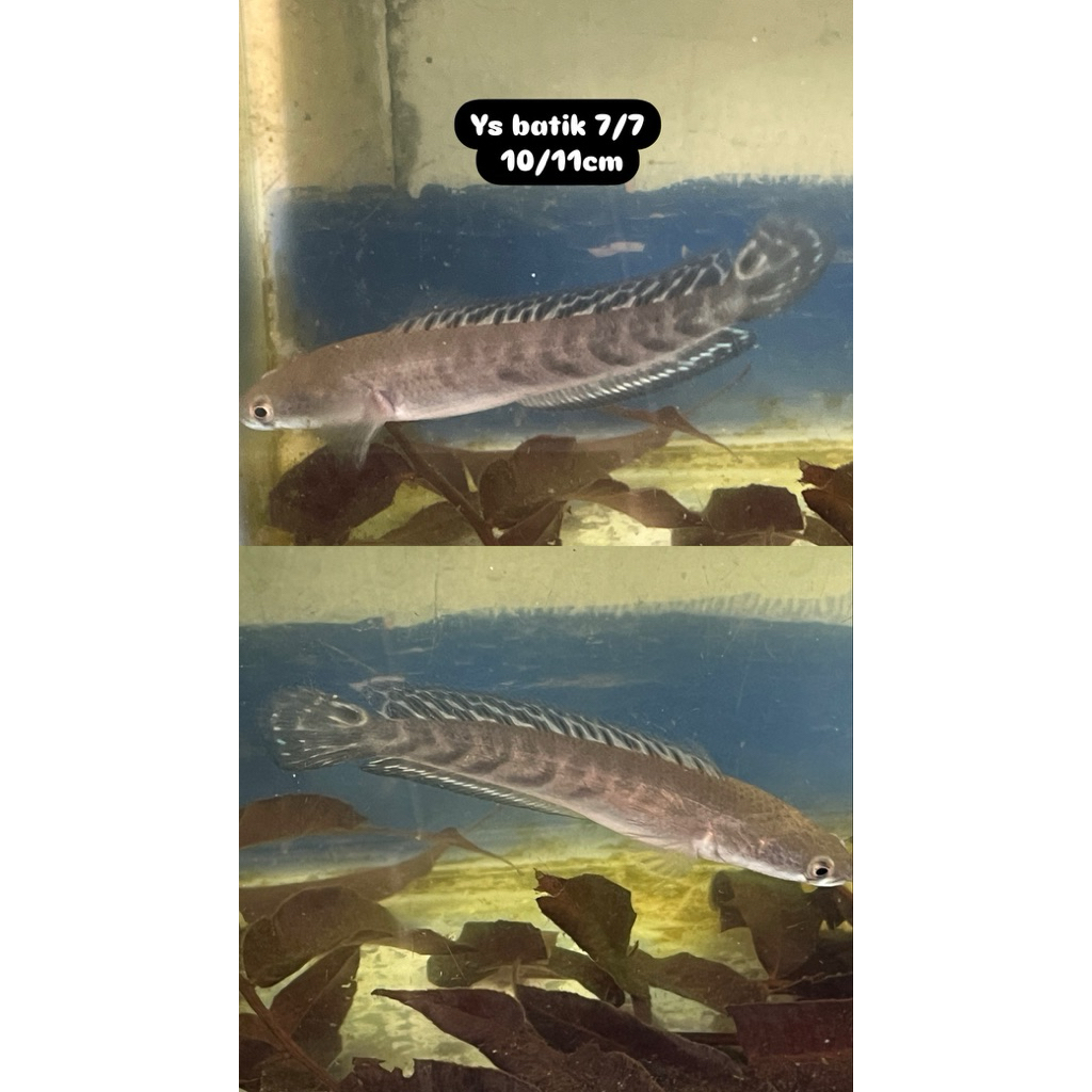 

stiker ys 11/12 bar 7/7