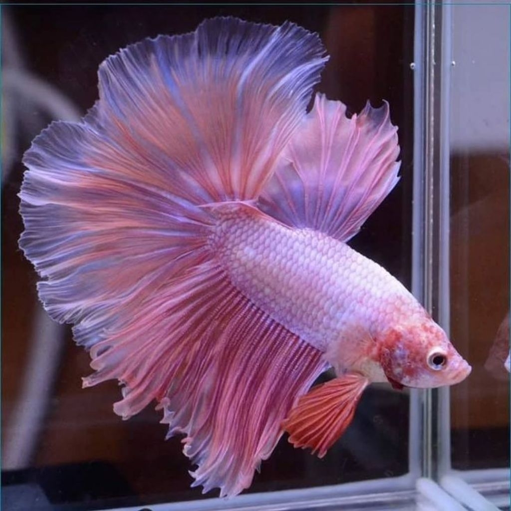 (PROMO) Hiasan Dekorasi Aesthetic Male Cupang Halfmoon Pinky Pink Aurora Rosetail Size M++