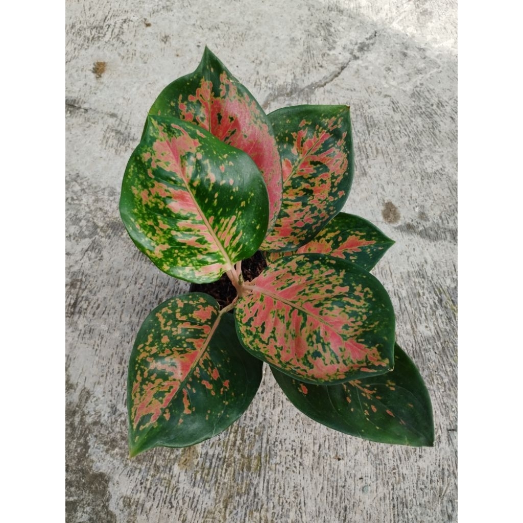 aglonema kochin brownis