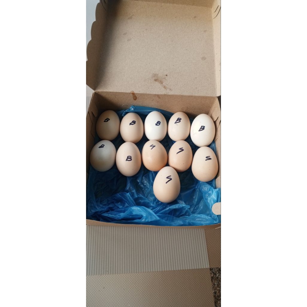 Telur ayam shamo eropa