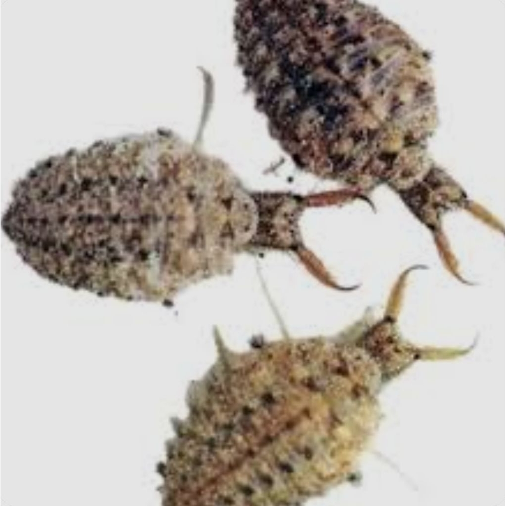 

Undur undur hidup isi 50 butir